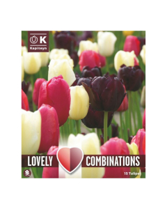 Bulbi di Late Tulipa Lovely Combinations Kapiteyn 15pz