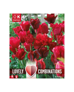 Bulbi di Tulipa red shades Lovely Combinations Kapiteyn 15pz