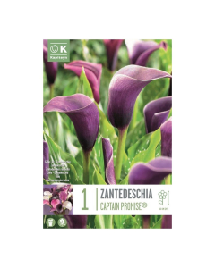 Bulbi di Calla Zantedeschia Captain Promise Kapiteyn 1 pz 