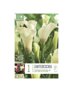 Bulbi di Calla Zantedeschia Captain Ventura Kapiteyn 1 pz