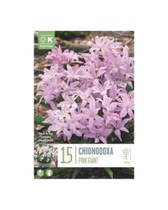 Bulbi di Chionodoxa Pink Giant Kapiteyn 15 pz