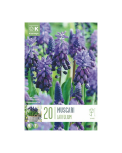 Bulbi di Muscari Latifolium Kapiteyn 20 pz