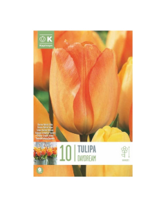 Bulbi di tulipani darwin hybrid daydream