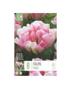 Bulbi di Tulipa Double Late Finola Kapiteyn 8 pz