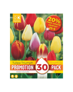 Bulbi di Tulipa Triumph Mixed Colours Kapiteyn 30 pz