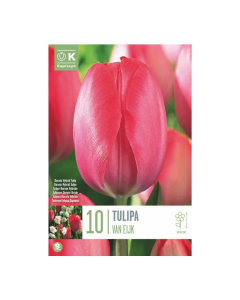 Bulbi di tulipani darwin hybrid van eijk