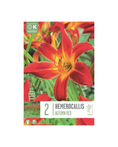 Bulbi di Hemerocallis Autumn Red Kapiteyn 2 pz