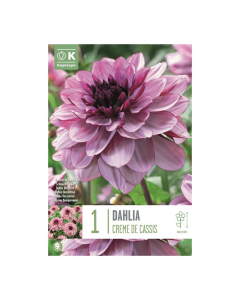 Bulbi di Dahlia Decorative Creme de Cassis Kapiteyn 1 pz