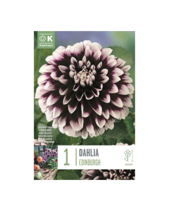Bulbi di Dahlia Decorative Edinburgh Kapiteyn 1 pz