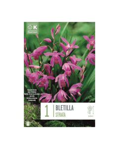 Bulbi di Bletilla Striata Kapiteyn 1 pz