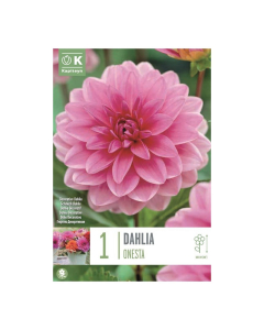 Bulbi di Dahlia Decorative Onesta Kapiteyn 1 pz