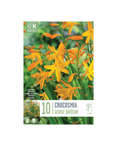 Bulbi di Crocosmia George Davidson Kapiteyn 10 pz
