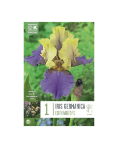 Bulbi di iris Germanica Edith Wolford Kapiteyn 1 pz