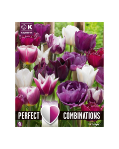 Bulbi di Tulipa violet & white Perfect Combinations Kapiteyn 15pz