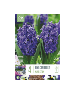 Bulbi di hyacinthus double manhattan