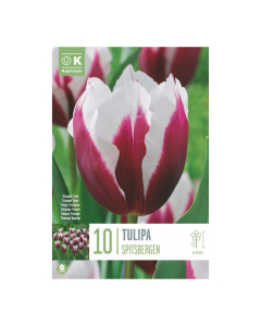 Bulbi di Tulipa Spitsbergen 10 pz