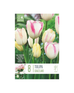 Bulbi di Tulipa Multi Headed Graceland Kapiteyn 8 pz