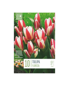 Bulbi di Tulipa Kaufmanniana Floresta Kapiteyn 10 pz