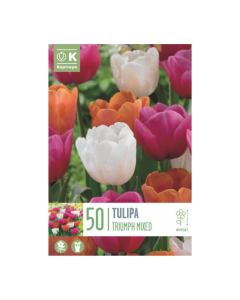 Bulbi di Tulipa Triumph Mixed Colours Kapiteyn 50 pz