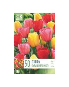 Bulbi di Tulipa Darwin Hybrid Mixed Colours Kapiteyn 50 pz