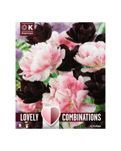 Bulbi di Tulipa black & pink Lovely Combinations Kapiteyn 12pz