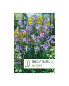 Bulbi di Hyacinthoides Hispanica Non Scripta Kapiteyn 10 pz