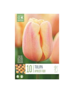 Bulbi di tulipani triumph apricot foxx