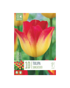 Bulbi di tulipani suncatcher