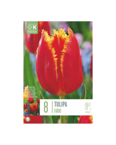 Bulbi di Tulipa Fringed Fabio Kapiteyn 8 pz