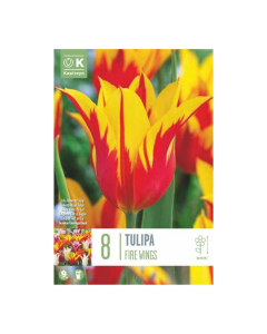 Bulbi di Tulipa Lily Flowered Fire Wings Kapiteyn 8 pz