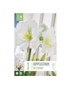 Bulbi di hippeastrum matterhorn