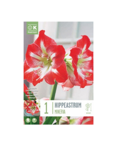 Bulbi di hippeastrum minerva