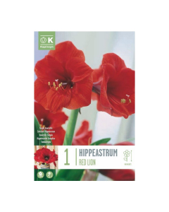 Bulbi di hippeastrum red lion