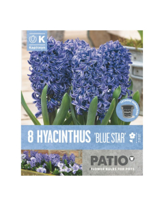 Bulbi da vaso Blue Star Hyacinthus Kapiteyn 8pz