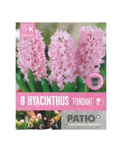 Bulbi da vaso Fondant Hyacinthus Kapiteyn 8pz
