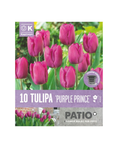 Bulbi da vaso Tulipa Purple Prince Kapiteyn 10pz