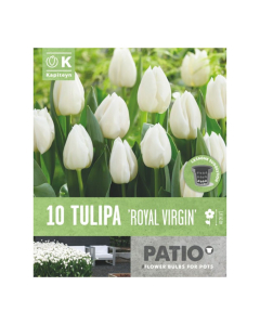 Bulbi da vaso Tulipa Royal Virgin Kapiteyn 10pz