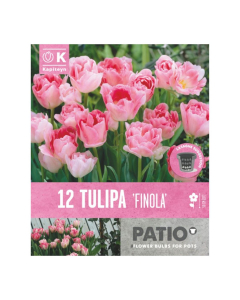 Bulbi da vaso Tulipa Finola Kapiteyn 12pz