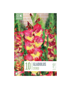 Bulbi di Gladioli Stereo Kapiteyn 10 pz