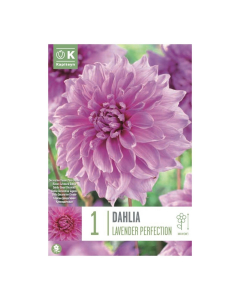 Bulbi di Dahlia Decorative Lavender Perfection Kapiteyn 1 pz