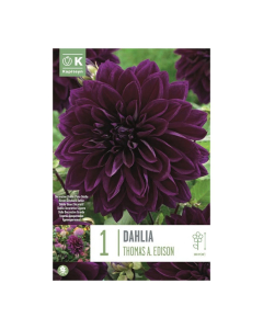 Bulbi di Dahlia Decorative Thomas A Edison Kapiteyn 1 pz