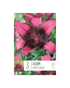 Bulbi di giglio Lilium Purple Dream Kapiteyn 3 pz