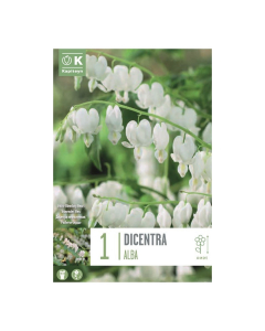 Bulbi di Dicentra Spectabilis Alba Kapiteyn 1 pz