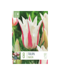 Bulbi di Tulipa Lily Flowered Marilyn Kapiteyn 8 pz