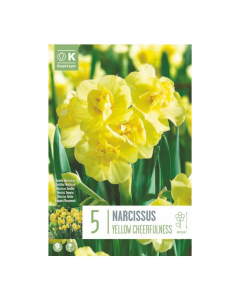 Bulbi di narcisi yellow cheerfulness