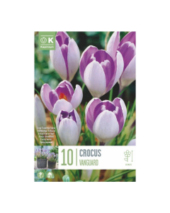 Bulbi di crocus large flowering vanguard