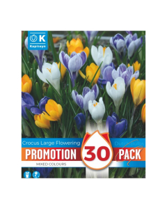 Bulbi di Crocus a fiore grande Kapiteyn 30pz