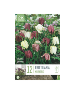 Bulbi di Fritillaria Meleagris Kapiteyn 12 pz