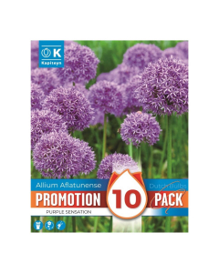 Bulbi di Allium Aflatunense Purple Sensation Kapiteyn 10 pz