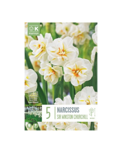 Bulbi di Narcissus Bunch Flowering Sir Winston Churchill Kapiteyn 5 pz